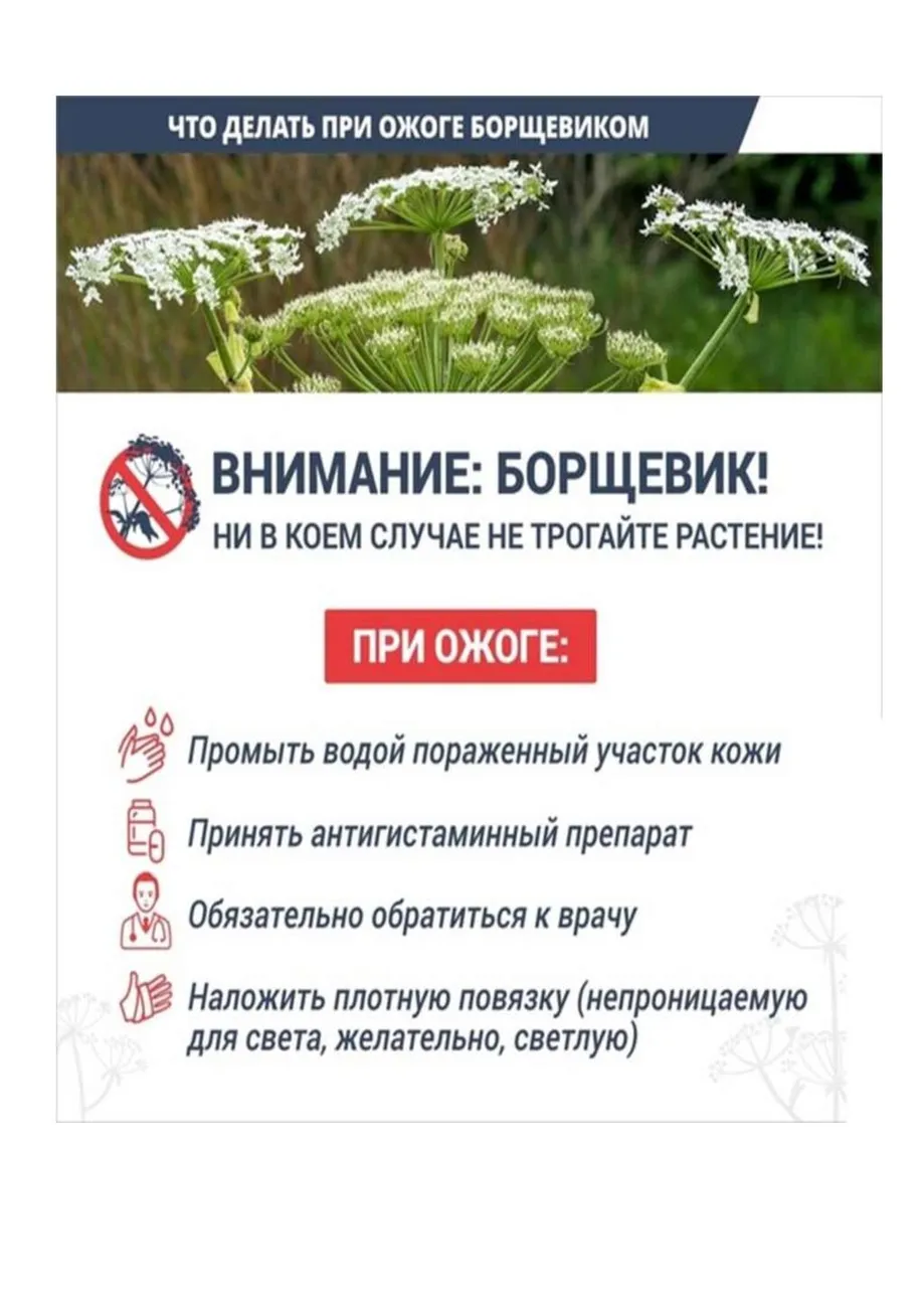 borshhevik_00002